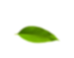 Leaf 2