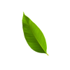 Leaf image